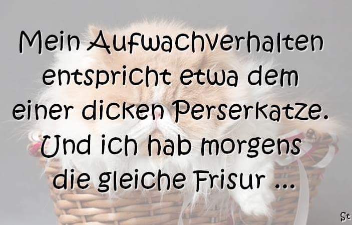 Mein Aufwachverhalten entspricht etwa dem einer dicken Perserkatze. Und ich hab morgens die gleiche Frisur ...