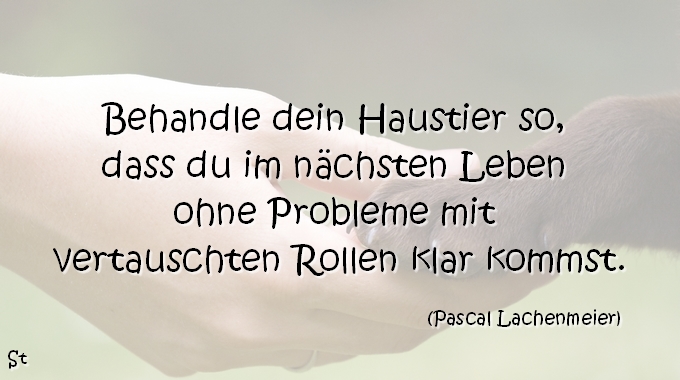 48++ Im naechsten leben sprueche , Sprüche, Gedichte, Zitate Sprüchesammlung spruechetante.de » Behandle dein Haustier so, dass