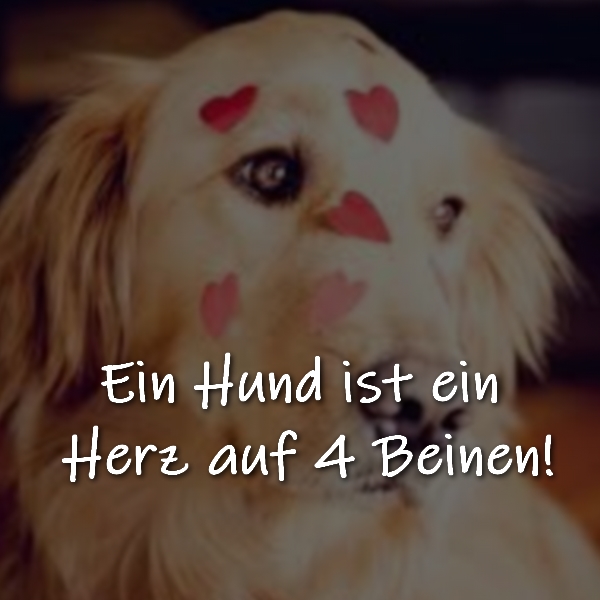 Ein Hund ist ein Herz auf 4 Beinen!