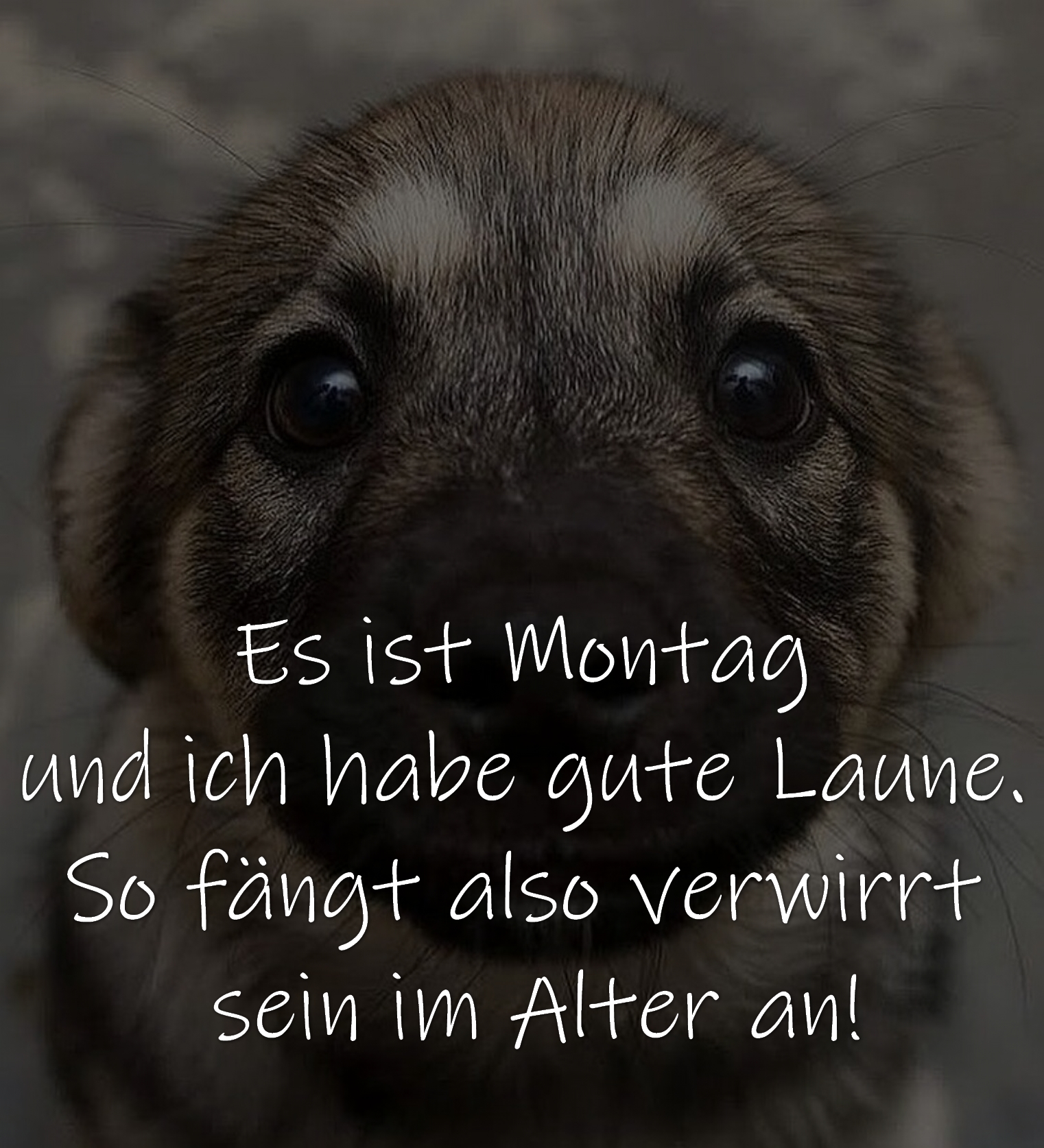 Montagsspruch Es ist Montag und ich habe gute Laune. So fängt also verwirrt sein im Alter an!