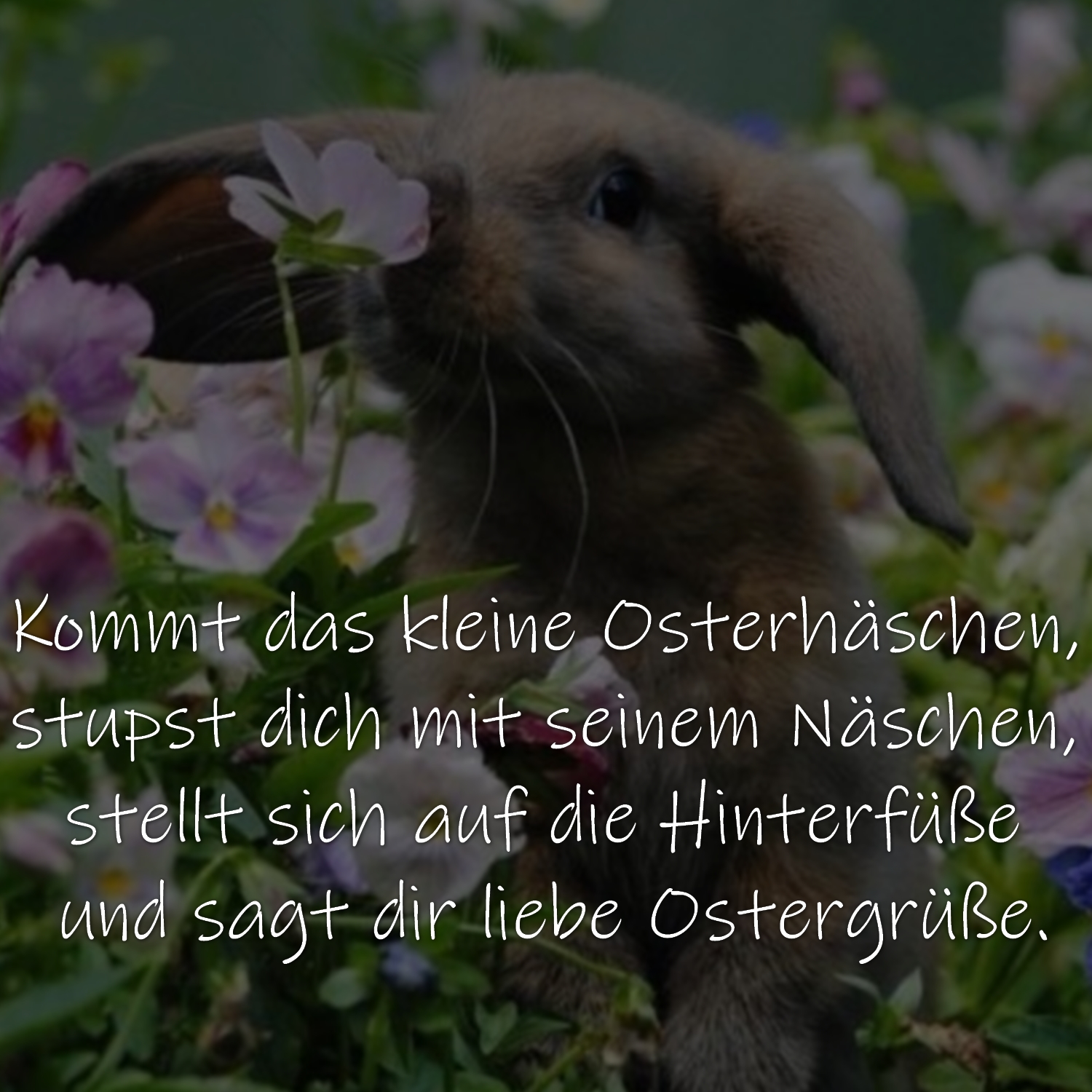 Kommt das kleine Osterhäschen, stupst dich mit seinem Näschen, stellt sich auf die Hinterfüße und sagt dir liebe Ostergrüße.