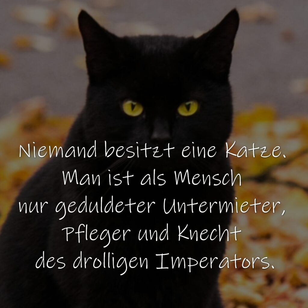 Niemand besitzt eine Katze. Man ist als Mensch nur geduldeter Untermieter, Pfleger und Knecht des drolligen Imperators.